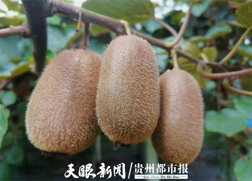 貴州修文7萬(wàn)噸獼猴桃開啟網(wǎng)絡(luò)預(yù)售，電商賦能拓寬“黃金果”出山路
