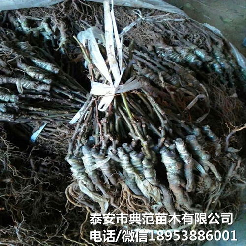 布魯諾獼猴桃苗市場(chǎng)全解析 銷售渠道、價(jià)格與產(chǎn)業(yè)發(fā)展