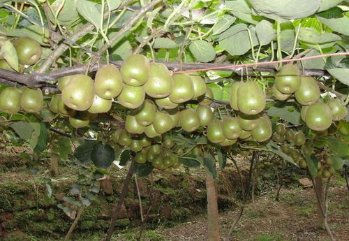 國(guó)產(chǎn)獼猴桃與新西蘭奇異果大比拼 不比不知道，一比嚇一跳