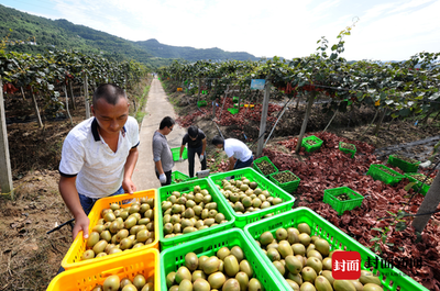 洞見(jiàn)趨勢(shì)，銷路共贏 中外專家攜手破解紅心獼猴桃全球銷量升級(jí)密碼