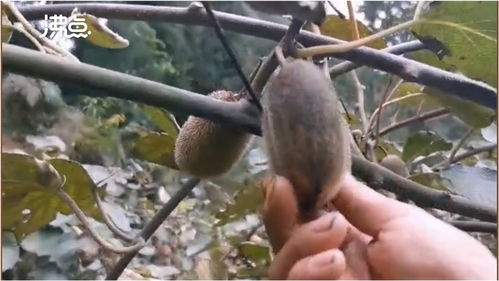 煤塵遮蔽下的豐收 2萬斤獼猴桃銷售無門，果農盼救助